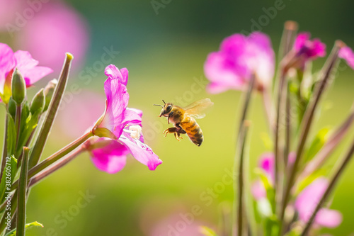 Honey bee Apis mellifera pollination on pink great hairy willowherb Epilobium hirsutum flowers