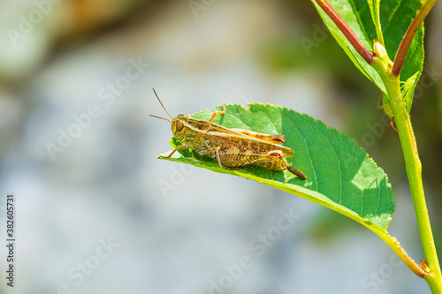 Beautiful grasshopper Acrididae resting in sunlight