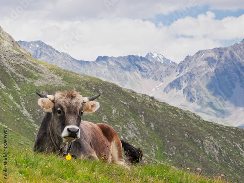 Happy Tyrolean cow on a mountain pasture looking to the viewer © btPhot