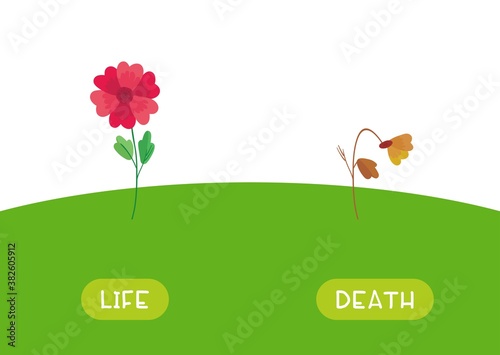 LIFE and DEATH antonyms word card vector template. Flashcard for english language learning. Opposites concept. The flower is blooming, the plant has withered.