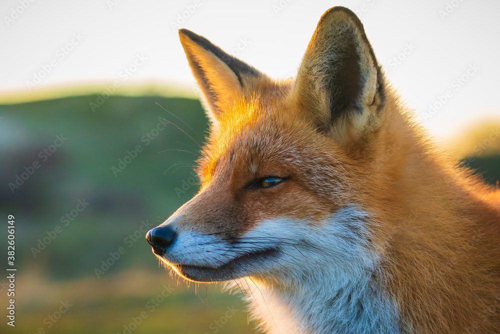 Fototapeta premium Wild red fox, vulpes vulpes, at sunset