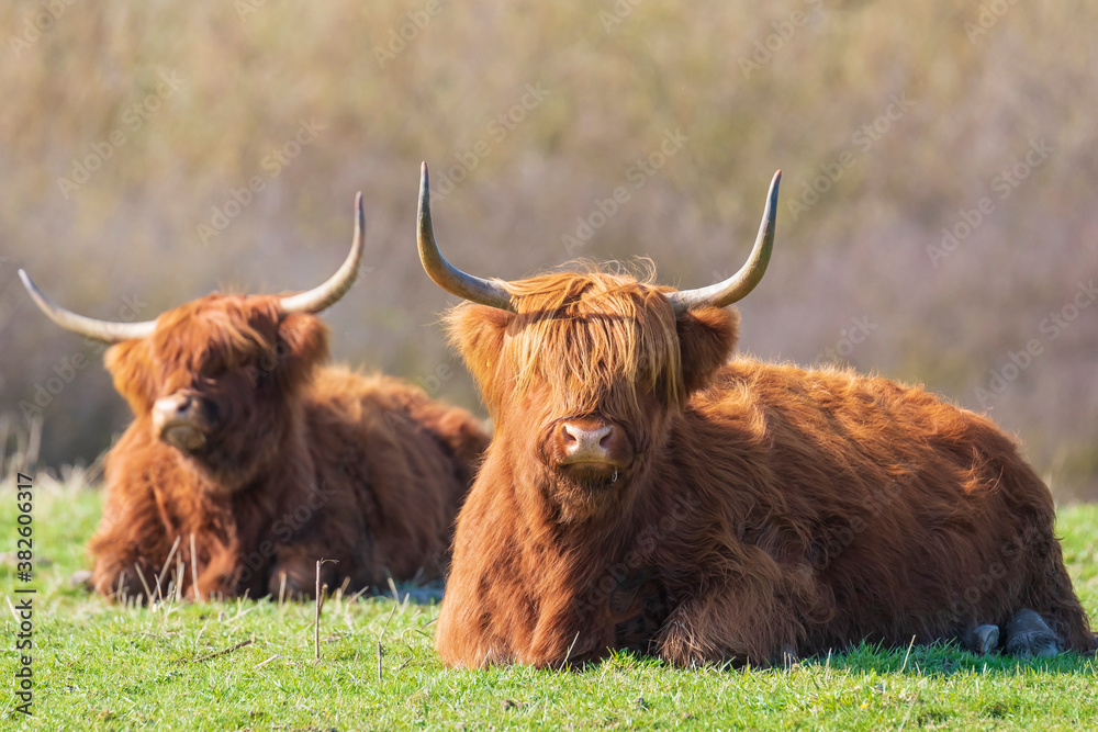 Closeup of brown red Highland cattle, Scottish cattle breed Bos taurus with big long horns