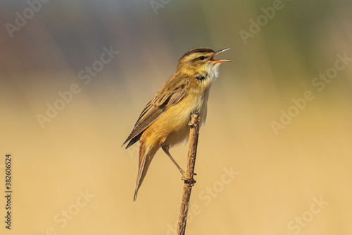 Sedge warbler Acrocephalus schoenobaenus bird singing in reeds during sunrise.