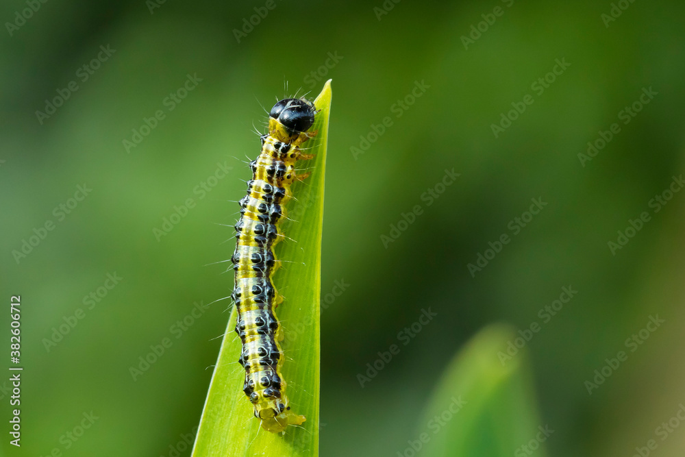 Box tree moth caterpillar, Cydalima perspectalis, closeup