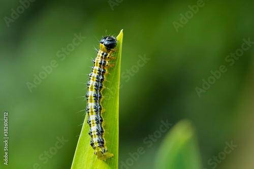 Box tree moth caterpillar, Cydalima perspectalis, closeup © Sander Meertins