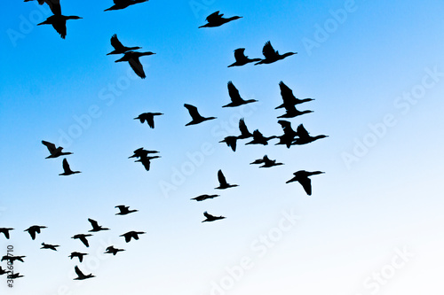 A flock of Cape cormorant or Cape shag (Phalacrocorax capensis) birds flying , silhouettes in the blue sky