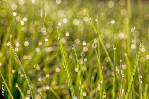 Closeup of morning dew drops on the green grass