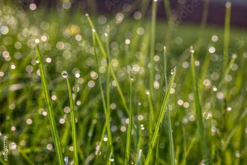 Closeup of morning dew drops on the green grass