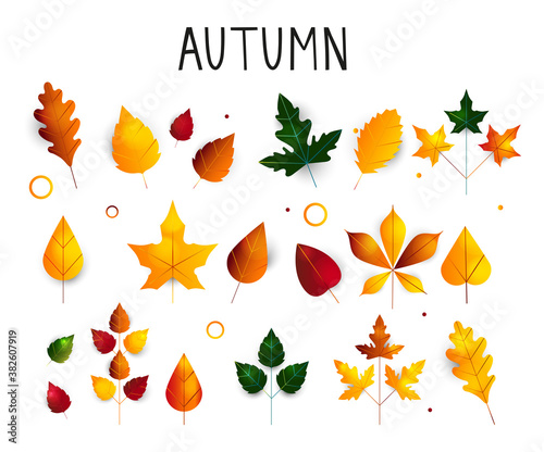 Colorful set of autumn leaves. Oak  maple  birch leaf. Deciduous trees. Autumn leaves for seasonal holiday greeting card design. vector illustration. Cartoon leaf collection in flat style.