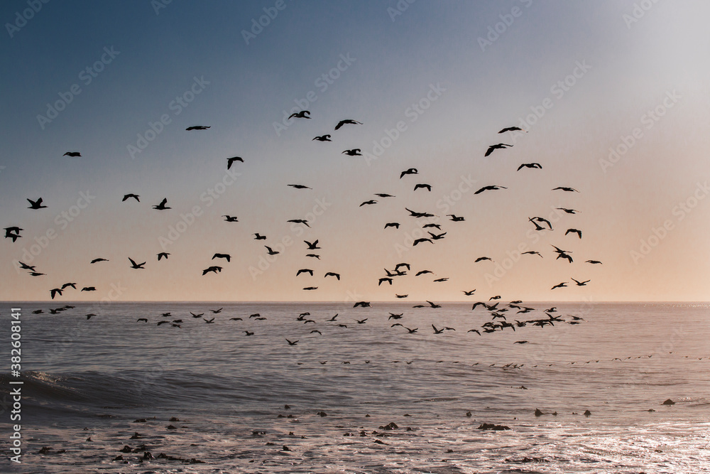 A flock of Cape cormorant or Cape shag (Phalacrocorax capensis) birds flying past into the sunset over the ocean