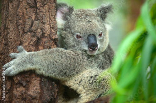 Photography koala bear