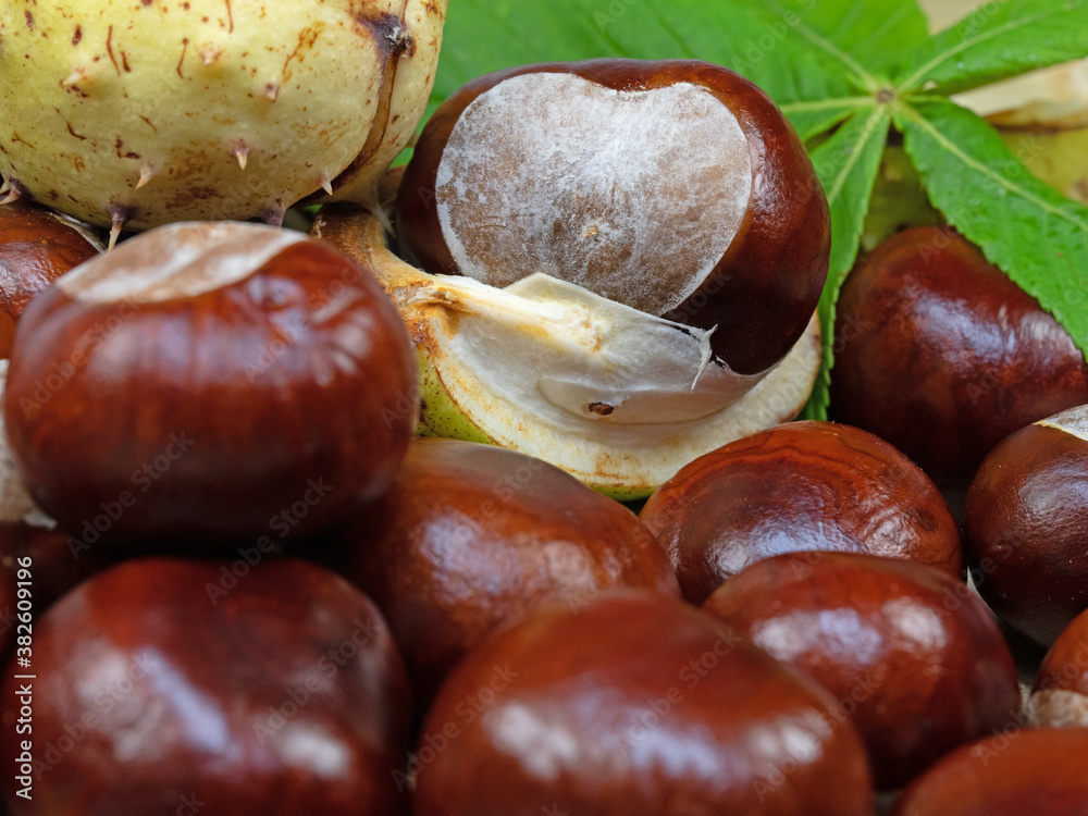 Früchte der Rosskastanie, Aesculus hippocastanum Früchte der Rosskastanie, Aesculus hippocastanum