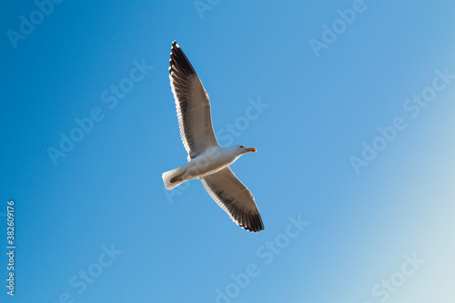 A Kelp gull (Larus dominicanus) flying with a blue sky background