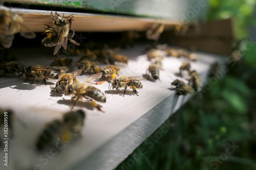 Abeilles récoltant le pollen à l'entrée de la ruche © Eric