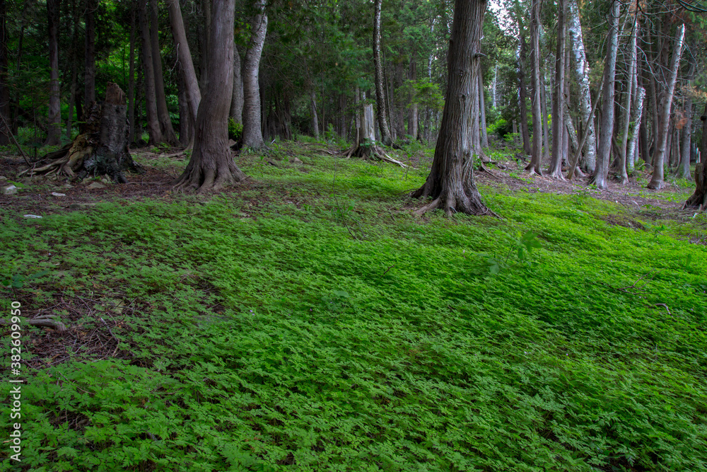 Ancient Cedar Trees in an enchanted forest landscape. Ancient Cedar Trees in an enchanted forest landscape.