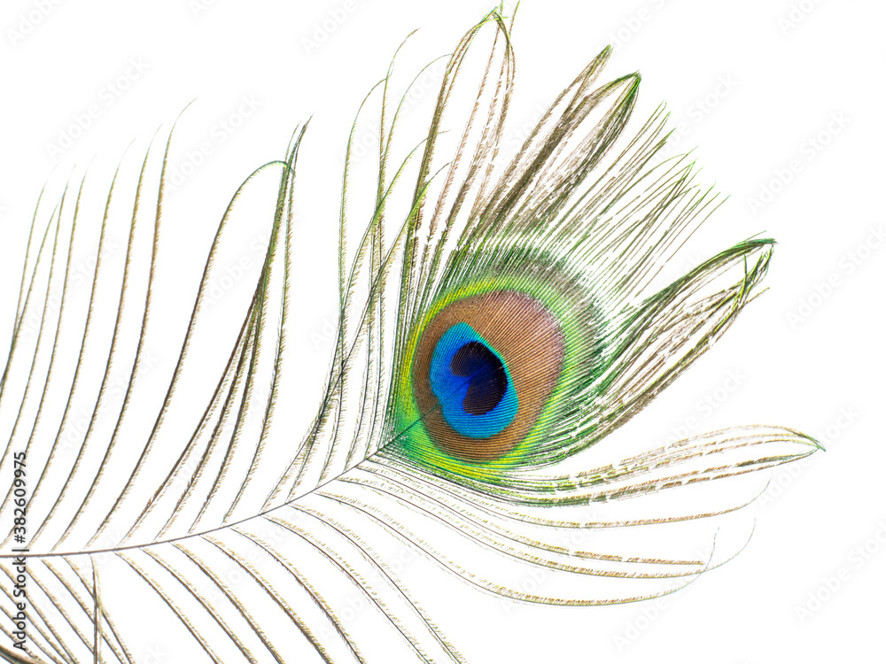 Fototapeta premium Pfauenfeder isoliert auf weißen Hintergrund