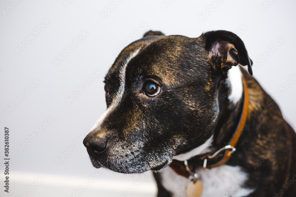 Shy adopted brindle Staffordshire bull terrier dog with white face markings looking sad