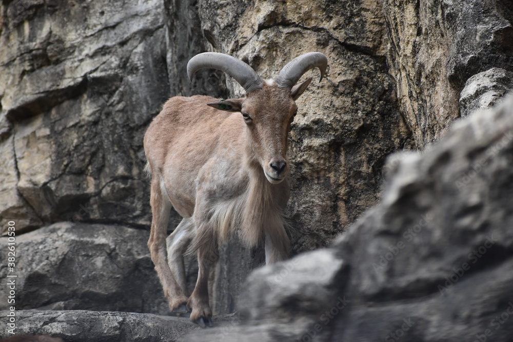 バーバリーシープ