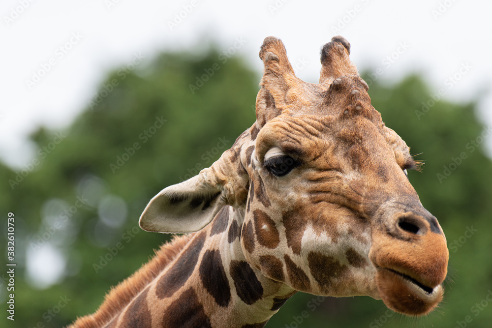 Naklejka premium キリン