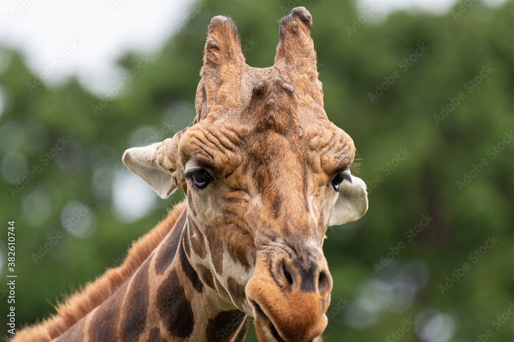 Fototapeta premium キリン