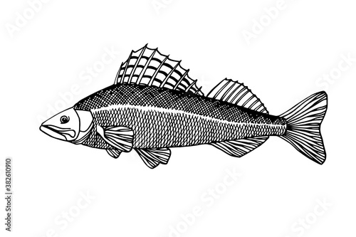 freshwater pike-perch with spiny fin, commercial fish, delicious food, for fishing emblem, logo, vector illustration with black contour lines isolated on white background in doodle & hand drawn style
