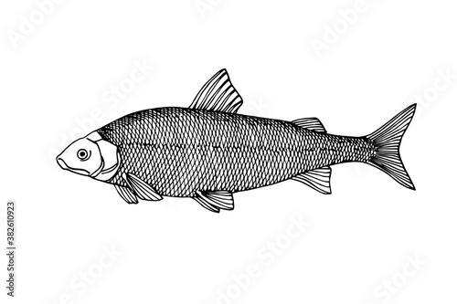 rare whitefish, commercial fish, delicious food, for fishing emblem, logo, vector illustration with black contour lines isolated on white background in doodle & hand drawn style