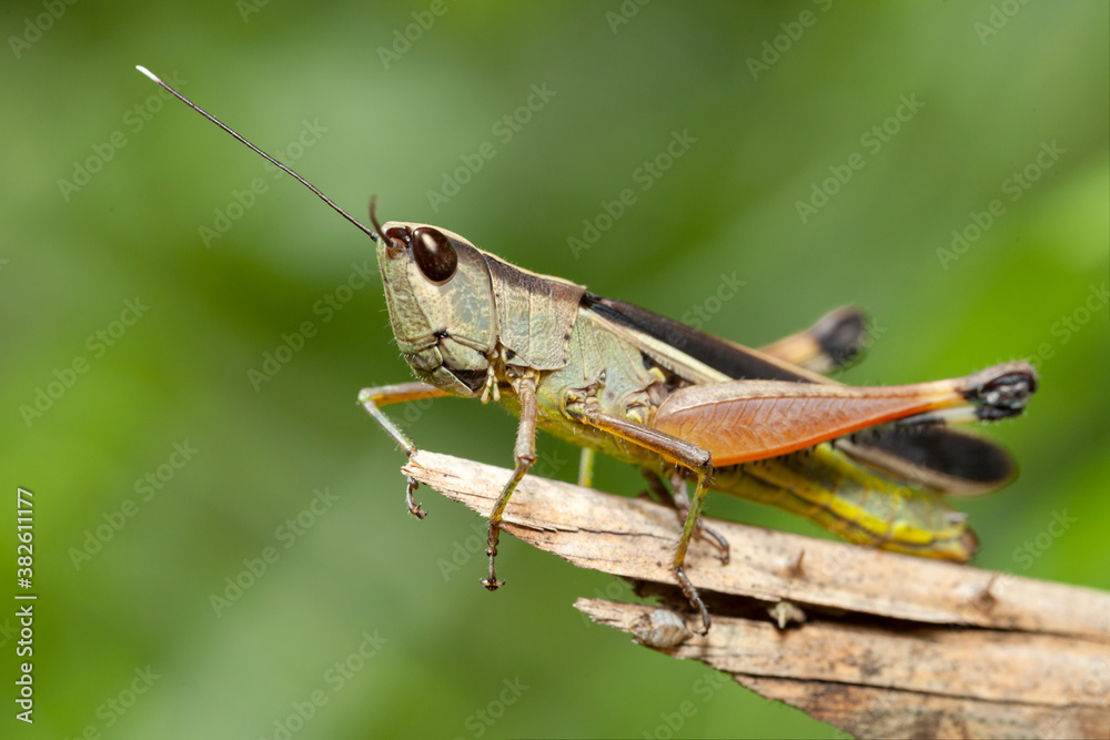 grasshopper