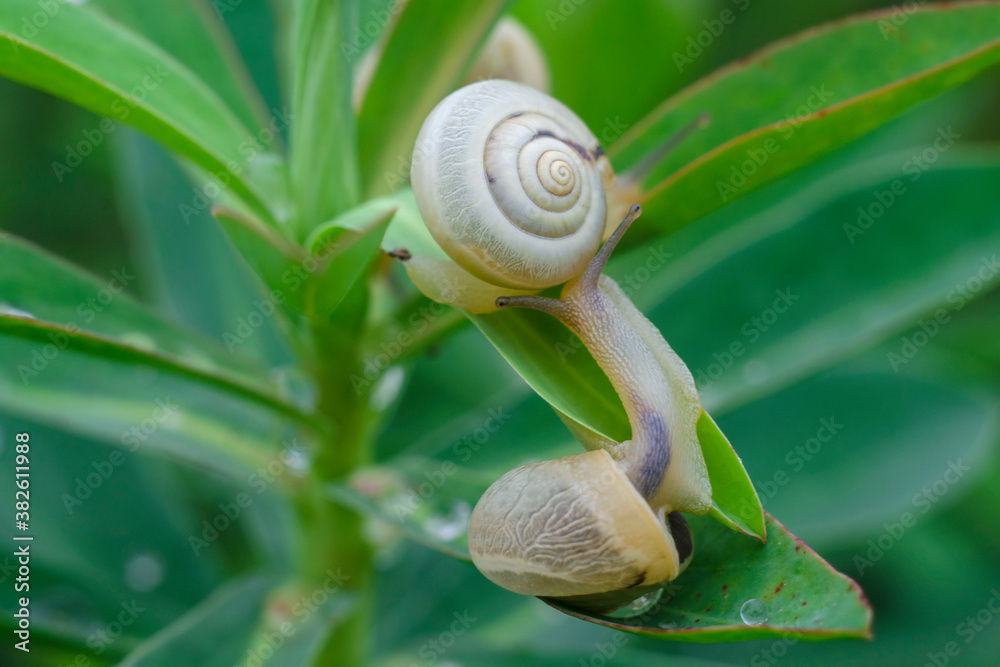 Two big snails are crawling on grass or leaf at summer day in garden. The shells of snails are covered with patterns. Two big snails are crawling on grass or leaf at summer day in garden. The shells of snails are covered with patterns.