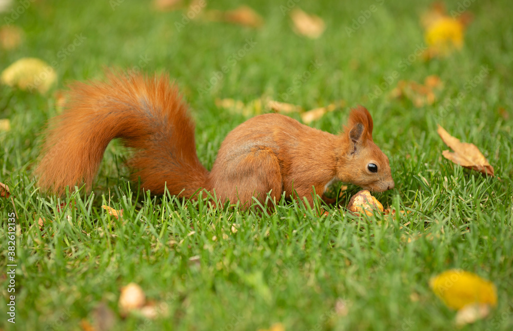 Red squirrel in grass in park in autumn. Red squirrel in grass in park in autumn.