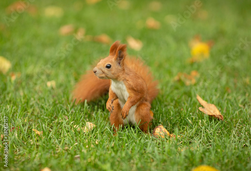 Red squirrel in grass in park in autumn.