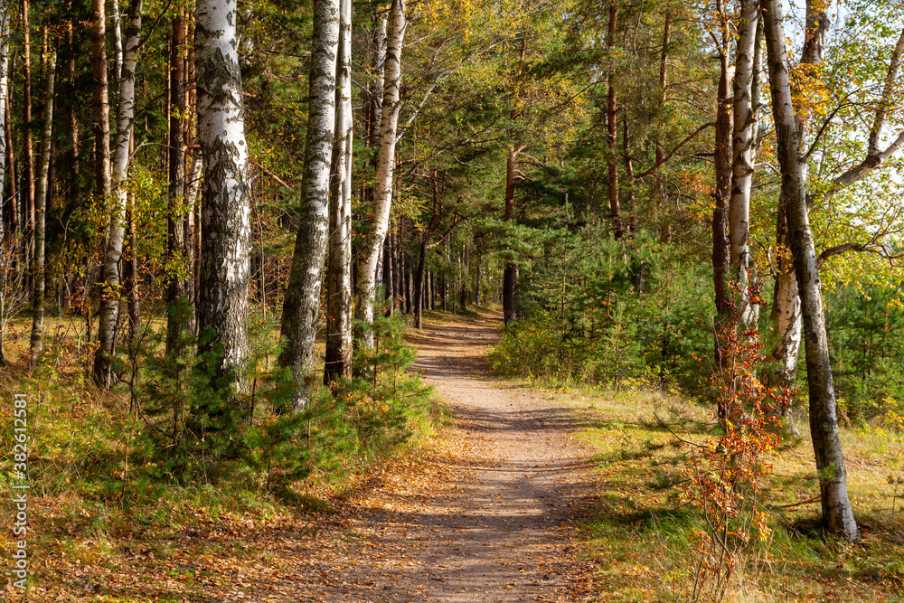 Trail in the autumn forest. woodland scenery