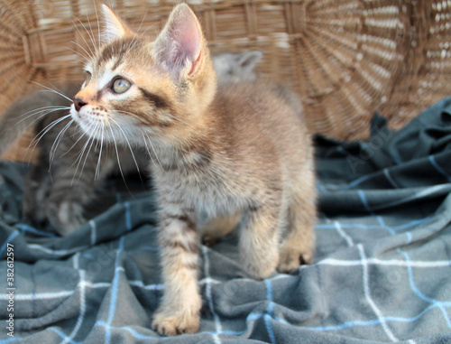 Fototapeta Naklejka Na Ścianę i Meble -  Touching little grey kitten, british cat feline young