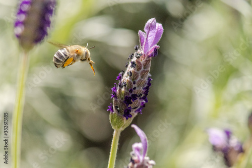 Blue Banded Bee collecting nectar from a horse tail lavender flower © Ken