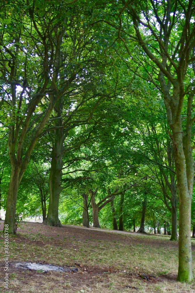 Fototapeta premium trees in the park
