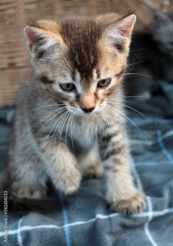 Touching little grey kitten  british cat feline young