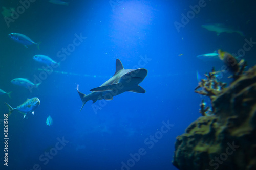 Shark underwater in natural aquarium © Patryk Kosmider