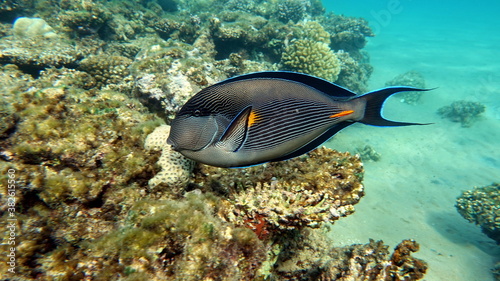 Sohal surgeonfish. Fish - a type of bone fish Osteichthyes. Fish-surgeons. Arabian surgeon.