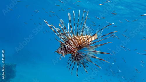 Lion Fish in the Red Sea.