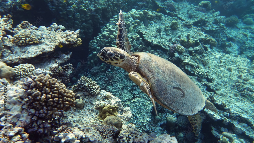 Sea turtles, Great Reef Turtle ,Bissa,
Sea turtles, Great Reef Turtle ,Bissa,