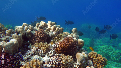 Beautiful coral reefs of the Red Sea.