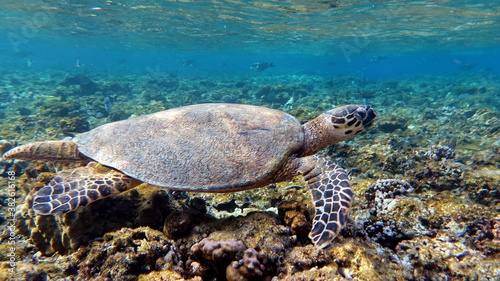 Sea turtles . Great Reef Turtle .Bissa.