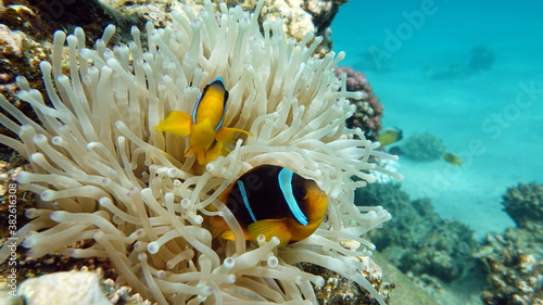 Clown fish. amphiprion (Amphiprioninae). Red sea clown fish.