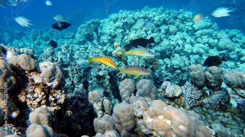 Beautiful fish on the Red Sea reef.   