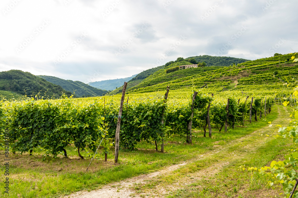 Obraz premium View on Col San Martino among the Prosecco vineyards in Valdobbiadene, Treviso Italy