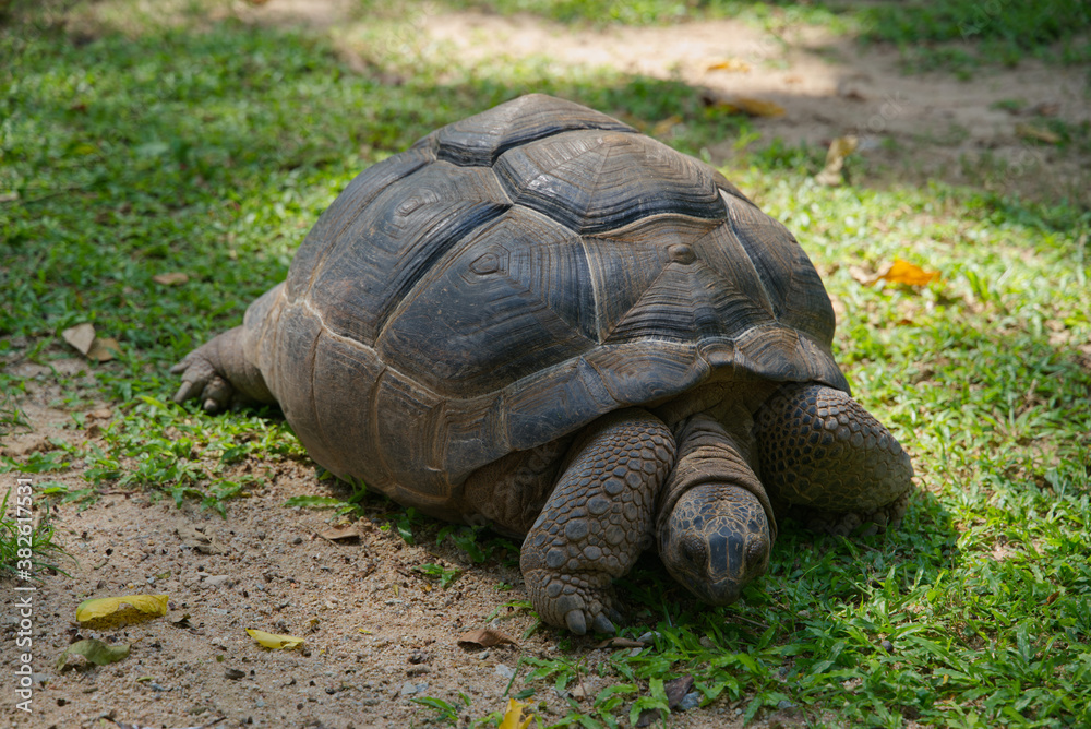 Aldabra giant tortoise eating a grass Aldabra giant tortoise eating a grass