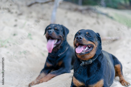 Portrait of a couple of adult rottweilers lying on the sand while walking.