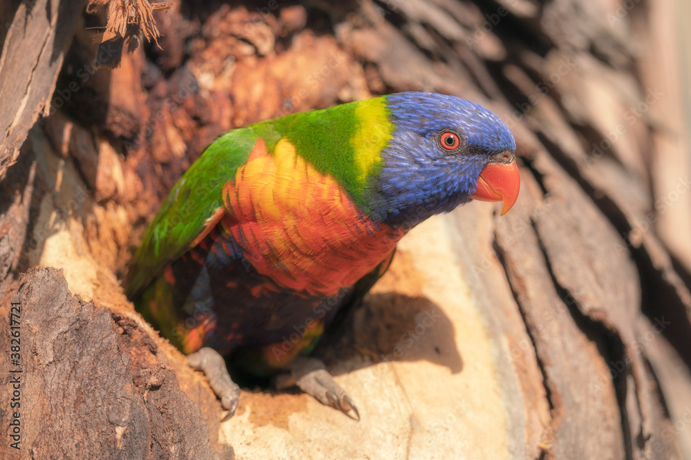 Wild rainbow lorikeet (Trichoglossus moluccanus) emerging from nest hollow in eucalypt tree