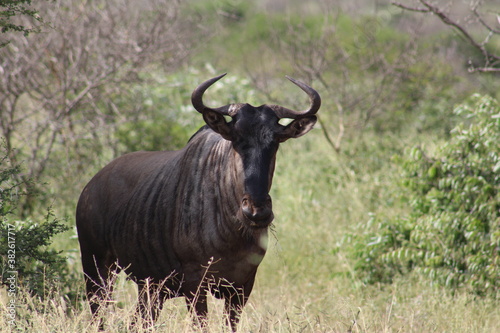 Fototapeta Naklejka Na Ścianę i Meble -  Photo taken in Kruger National Park