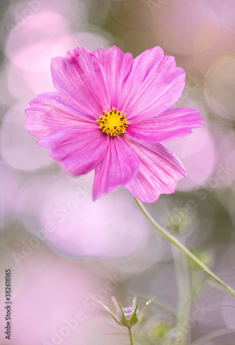 Close up of pink cosmos flower in a backyard garden