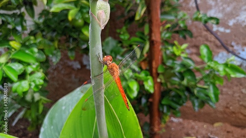 red draganfly rest under morning sun photo